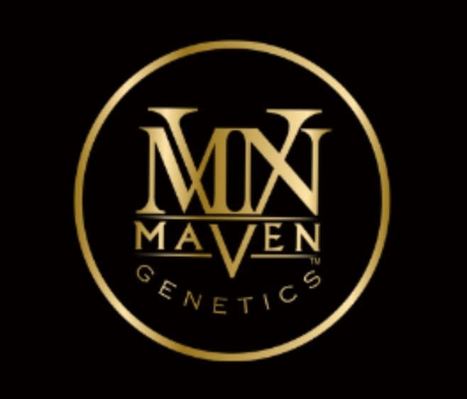 maven mvn